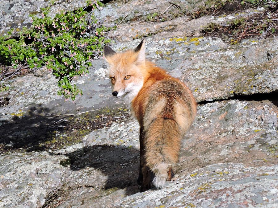 Fox Staredown Photograph by Nicole Belvill