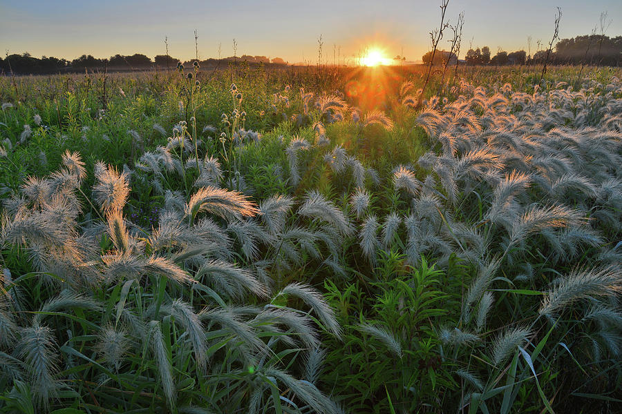 Fox Tail Grasses Glow at Sunrise in Glacial Park Photograph by Ray Mathis