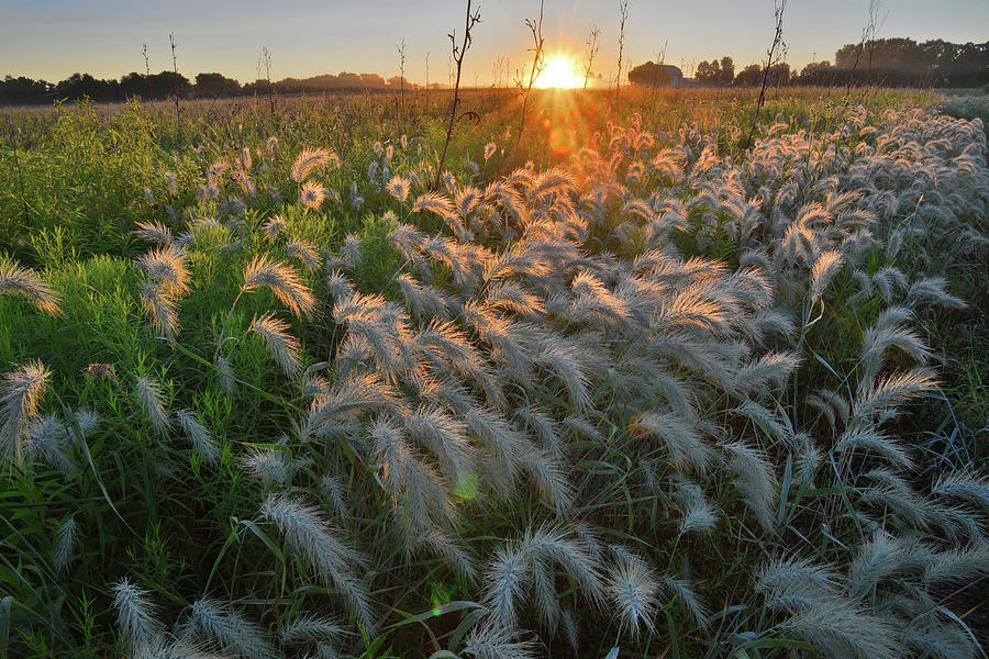 Fox Tail Grasses Glow in Morning Light in Glacial Park Photograph by Ray Mathis