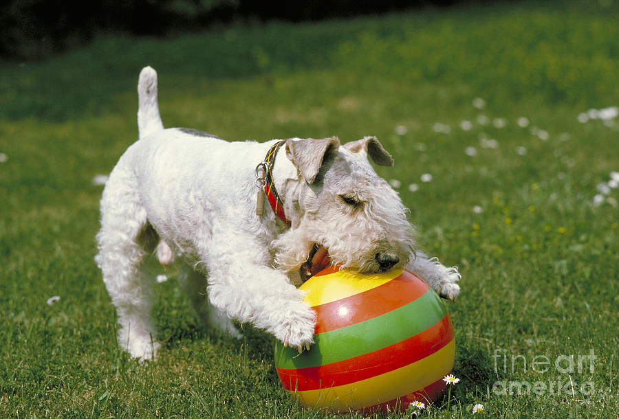 Fox Terrier With Ball Photograph by Frederick Ayer III