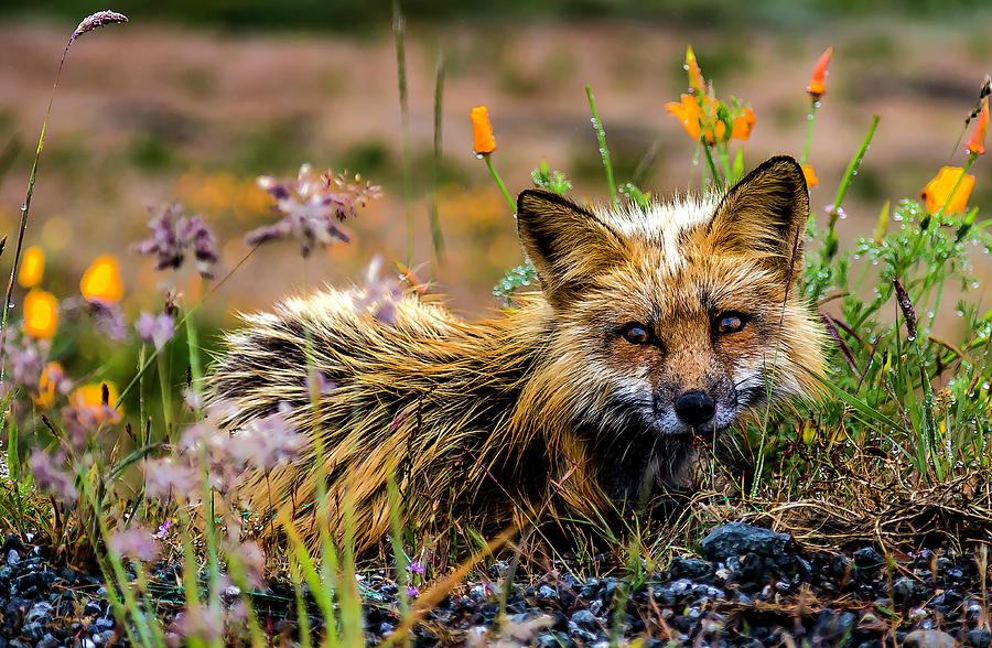 Fox Photograph by Thomas Ashcraft