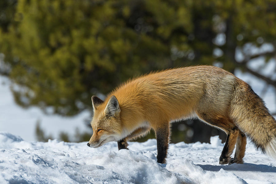 Fox Tracking In Deep Snow Photograph by Yeates Photography