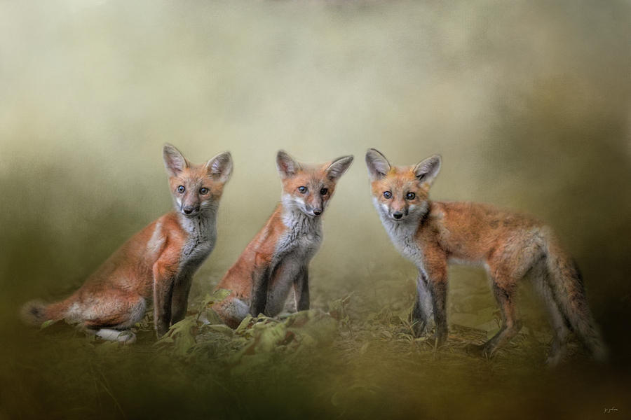 Fox Trio Photograph by Jai Johnson