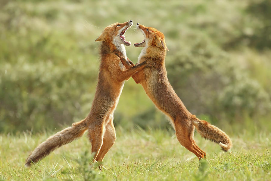 Mammal Photograph - Fox Trot - Fighting red foxes by Roeselien Raimond