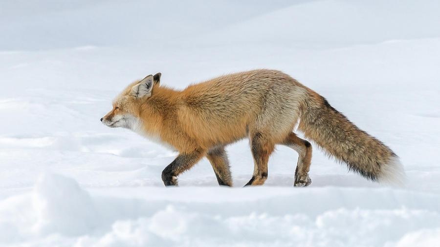 Fox Trot In Snow Photograph by Yeates Photography
