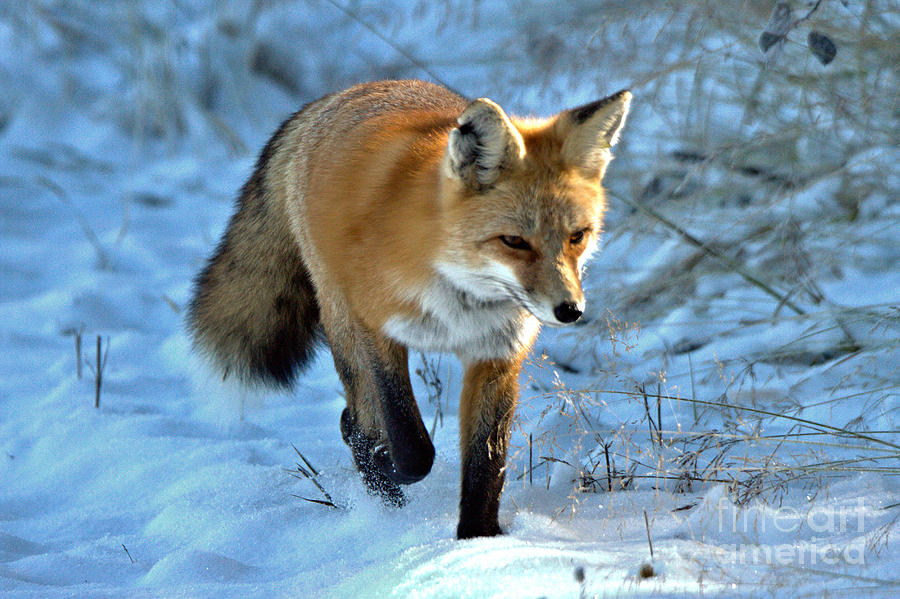 Fox Trot In The Snow Photograph by Adam Jewell