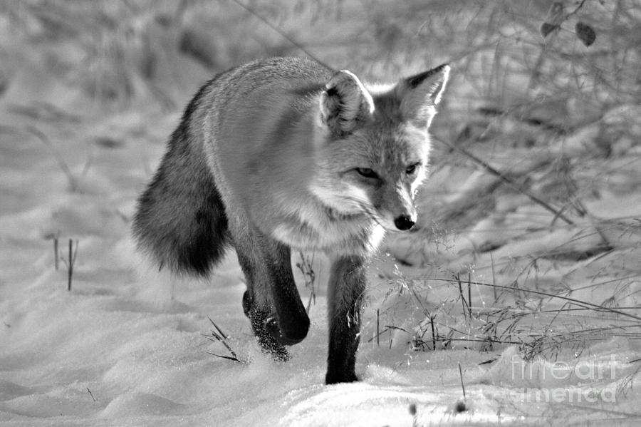 Fox Trot In The Snow Black And White Photograph by Adam Jewell