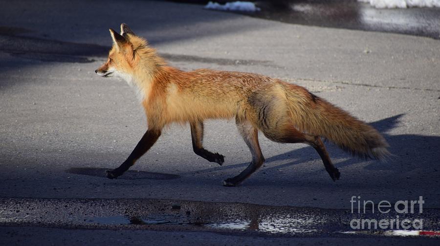 Fox Trot Photograph by Johanne Peale