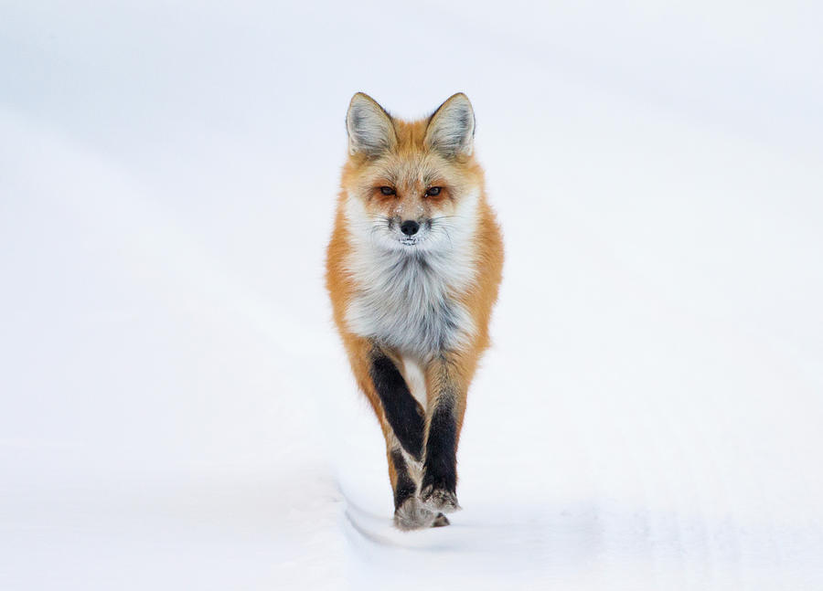 Fox Trot Photograph by Max Waugh