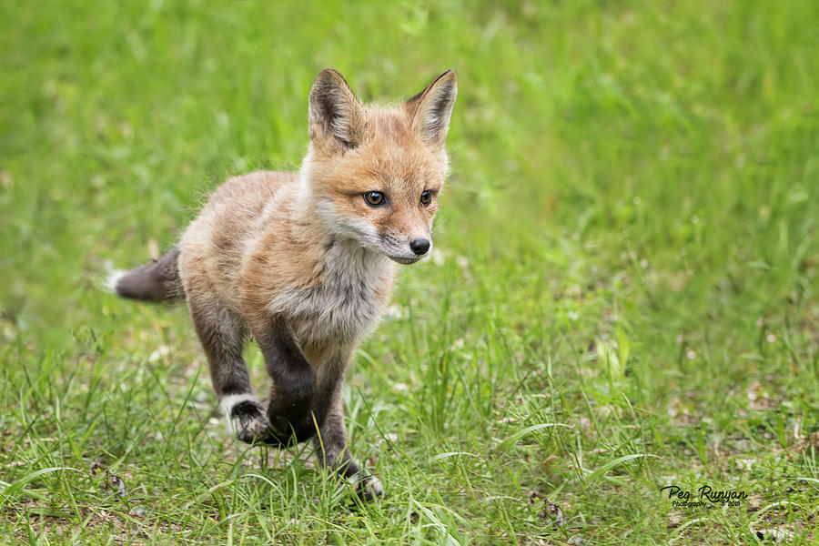 Fox Trot Photograph by Peg Runyan