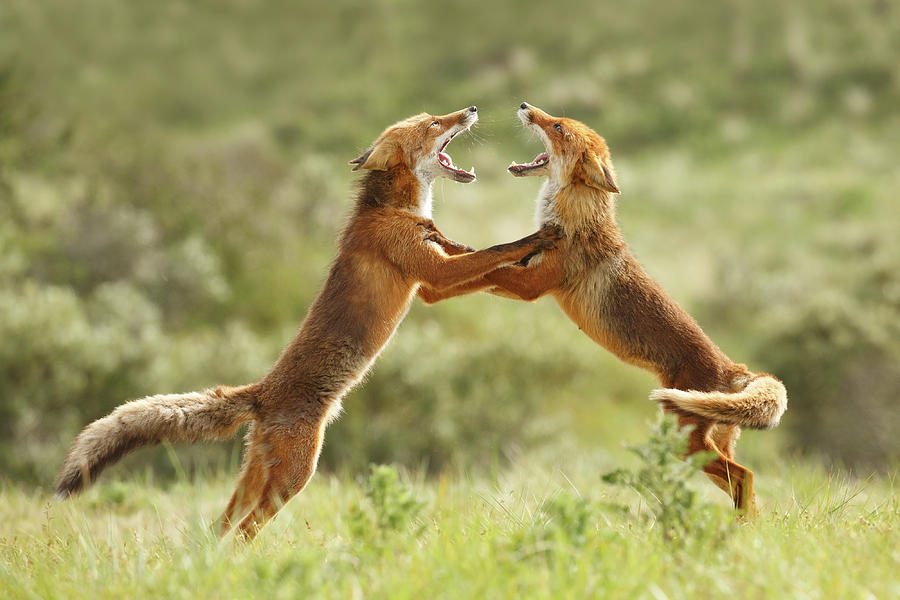 Fox Photograph - Fox Trot - Red Foxes fighting by Roeselien Raimond