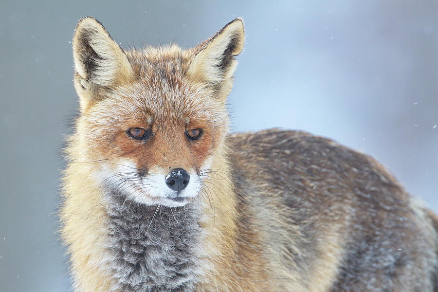 Fox under the snow Photograph by Natura Argazkitan