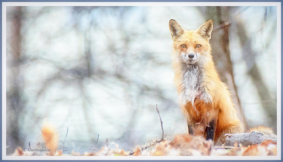 Fox Vixen Photograph by A Macarthur Gurmankin