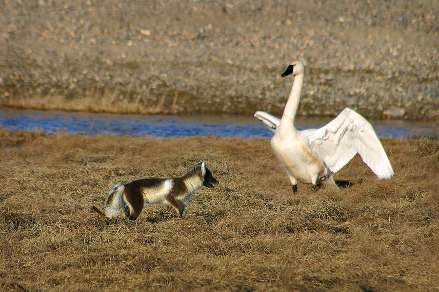 Fox vs Tundra Swan Photograph by Anthony Jones