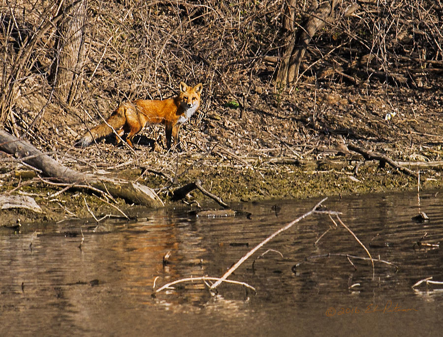 Fox Walk Photograph by Ed Peterson