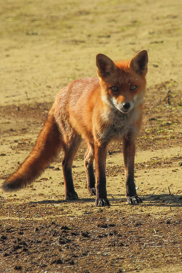 Fox Photograph by Wendy Cooper