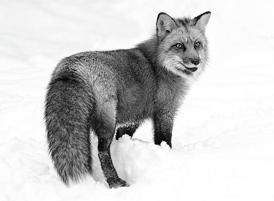 Fox Winter Bound Black And White Photograph by Athena Mckinzie