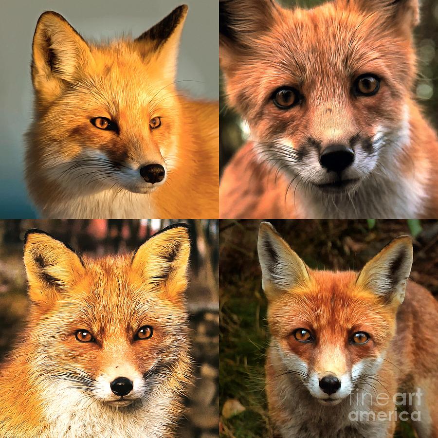 Four By Fox Photograph by Jack Torcello