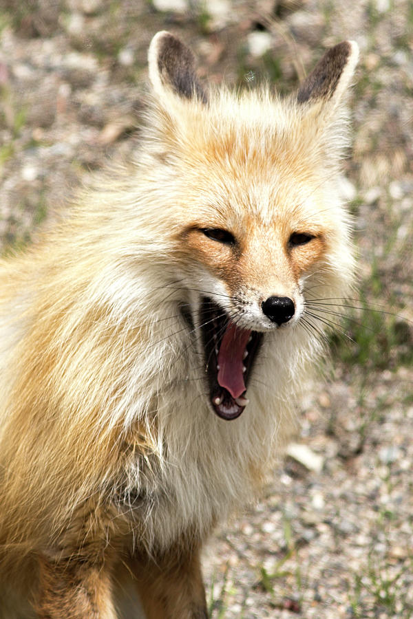Fox Yawn Photograph by Mark Harrington