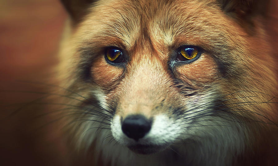 Nature Photograph - Fox by Zoltan Toth