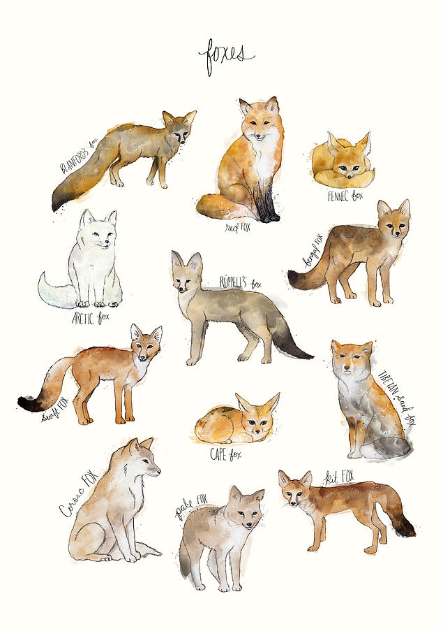 Fox Painting - Foxes by Amy Hamilton