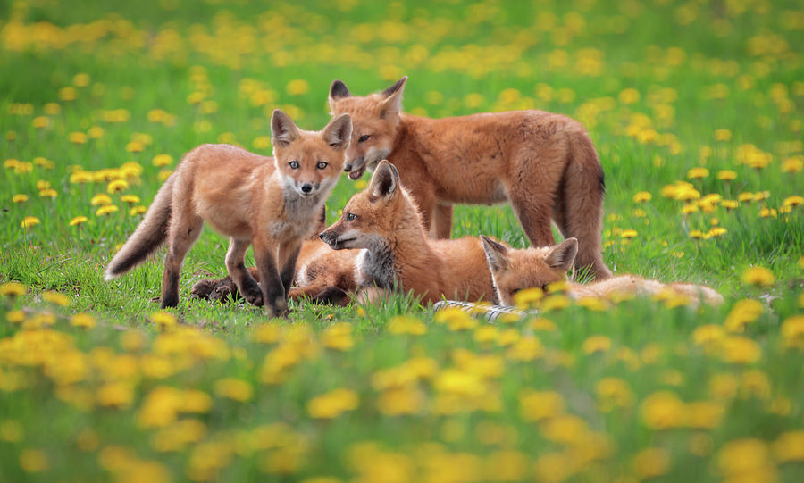 Foxes in flowers Photograph by Sandy Roe