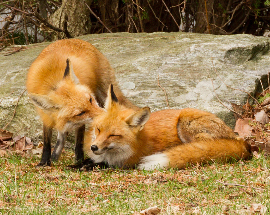 Foxes in Love Photograph by Brian Caldwell