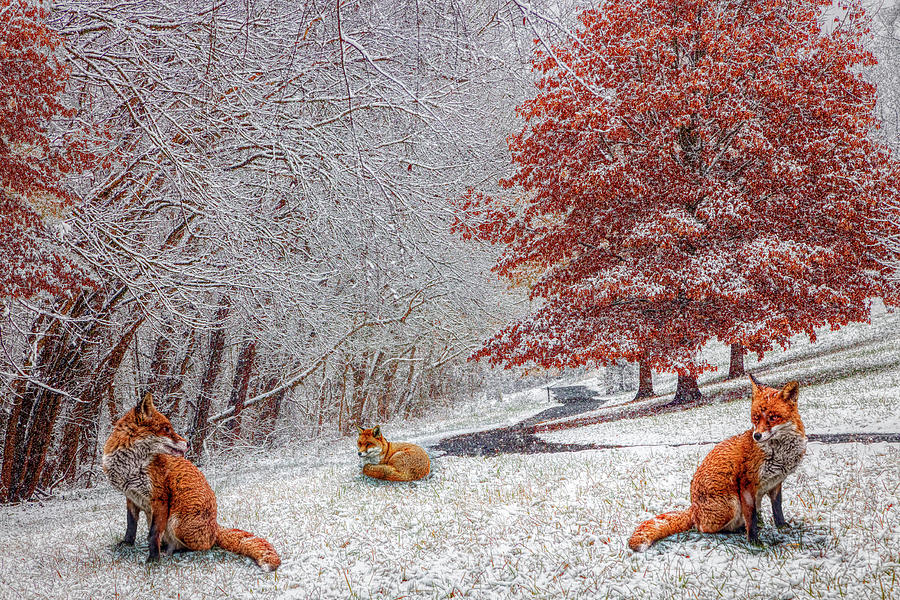 Foxes in Winter White and Red Photograph by Debra and Dave Vanderlaan