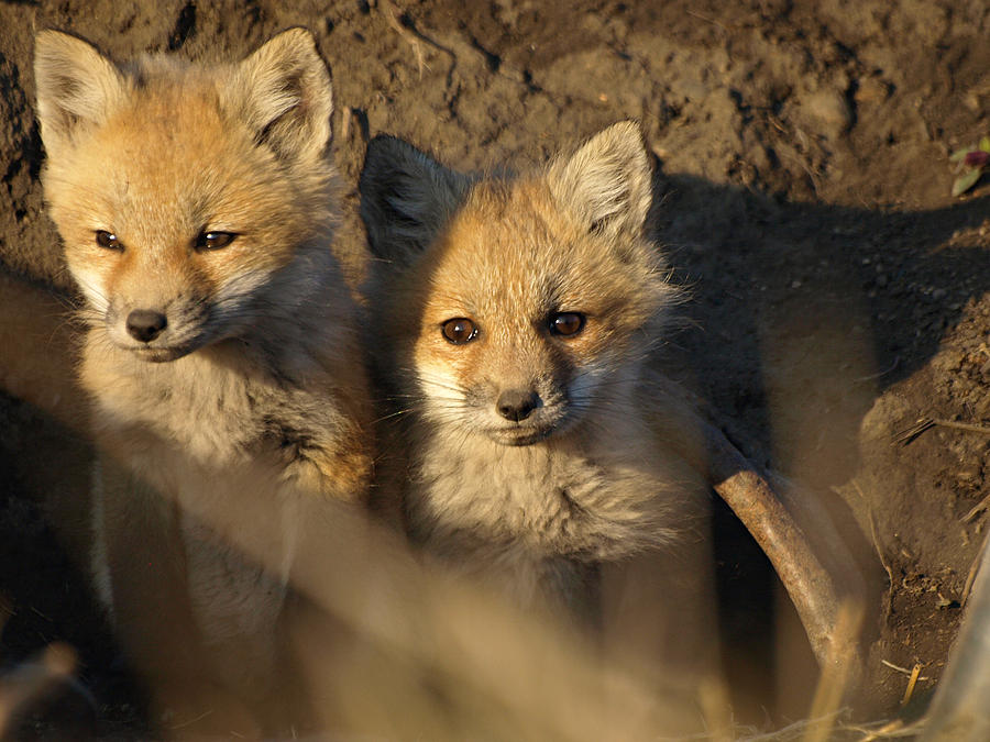Foxes Photograph by James Peterson