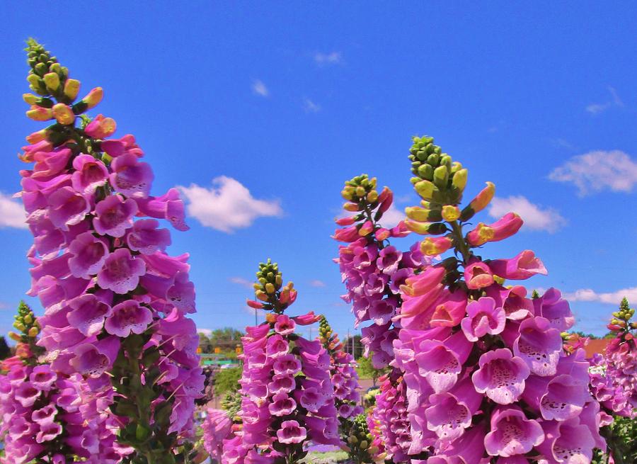 Foxglove Dancing in the Wind Photograph by Sharon Ackley