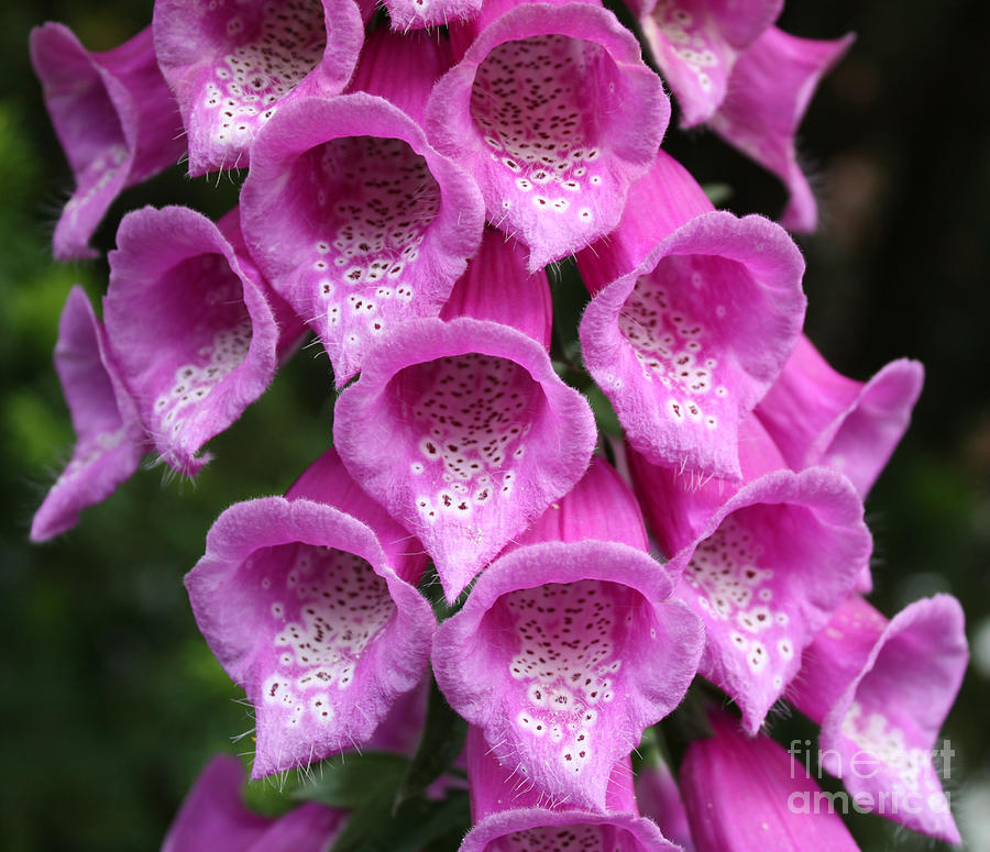Foxglove Photograph by Edward R Wisell