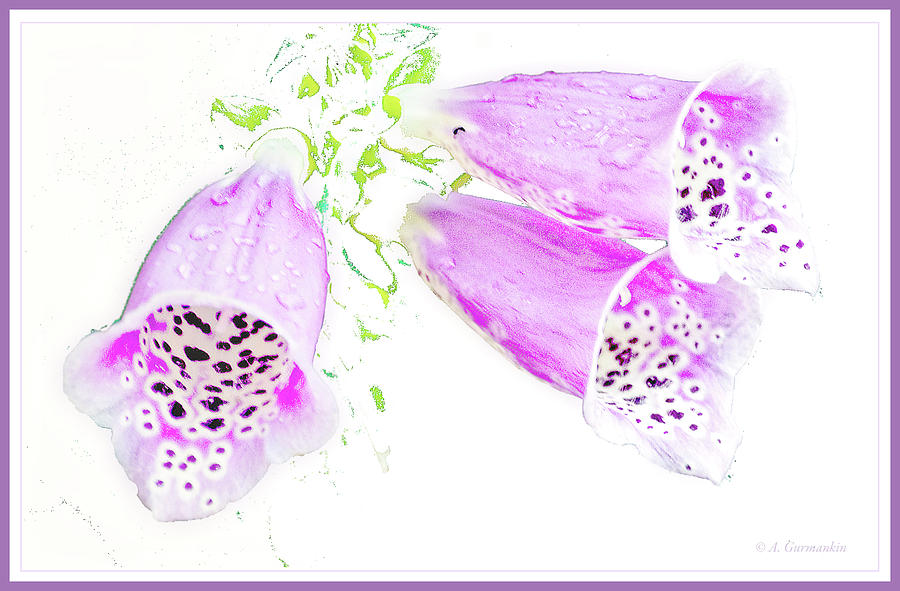 Foxglove Flowers Digital Art by A Macarthur Gurmankin