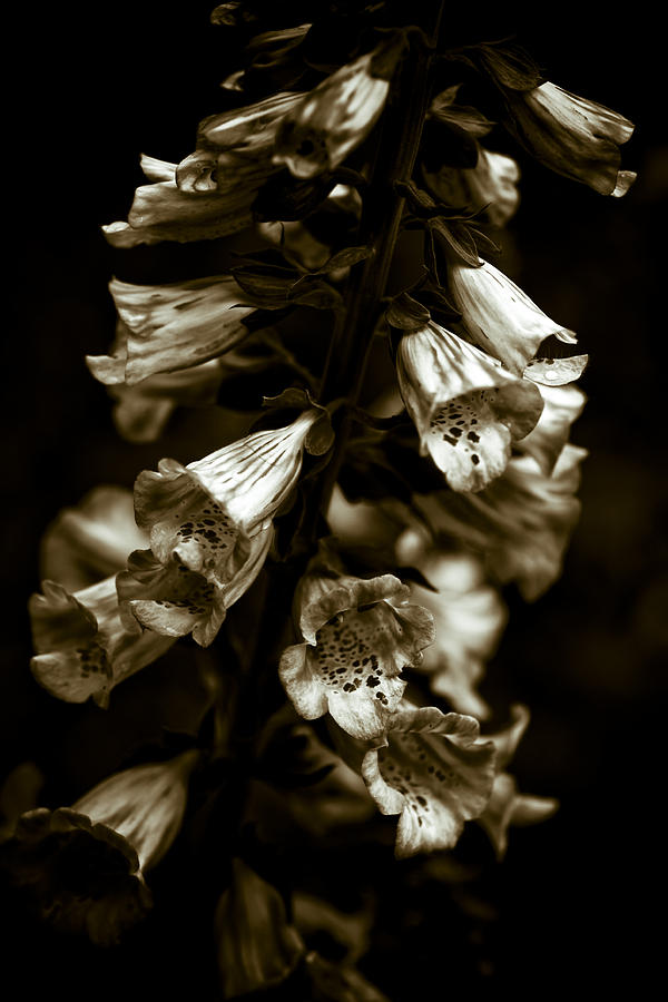 Foxglove Flowers Photograph