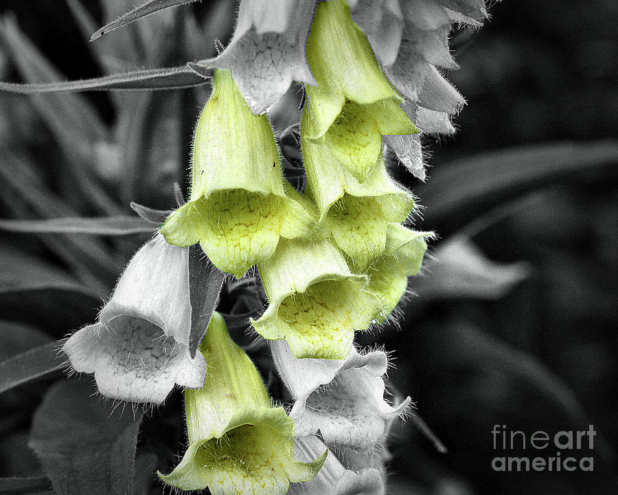 Foxglove Flowers In Partial Color Photograph by Smilin Eyes Treasures