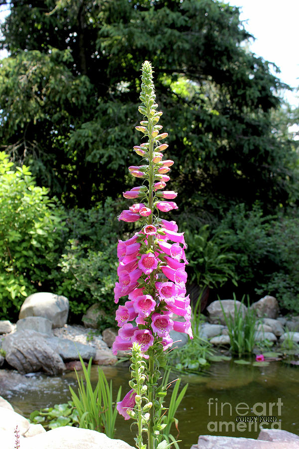 Foxglove Flowers - Pink Painting by Corey Ford
