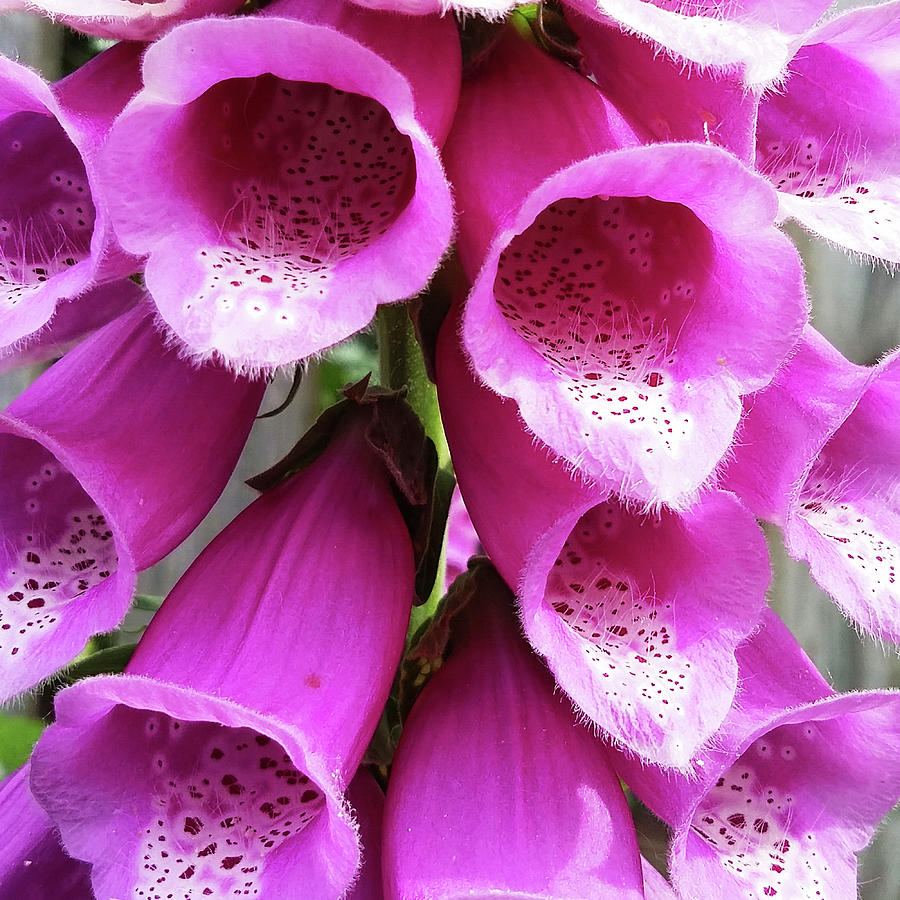 Foxglove For The Love Of It Photograph by Leslie Montgomery