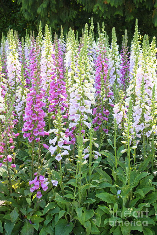 Foxglove Garden - Vertical Photograph by Carol Groenen