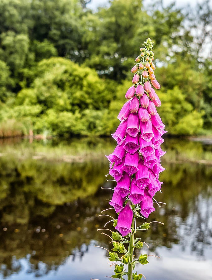 Foxglove in Flower Photograph by Nick Bywater
