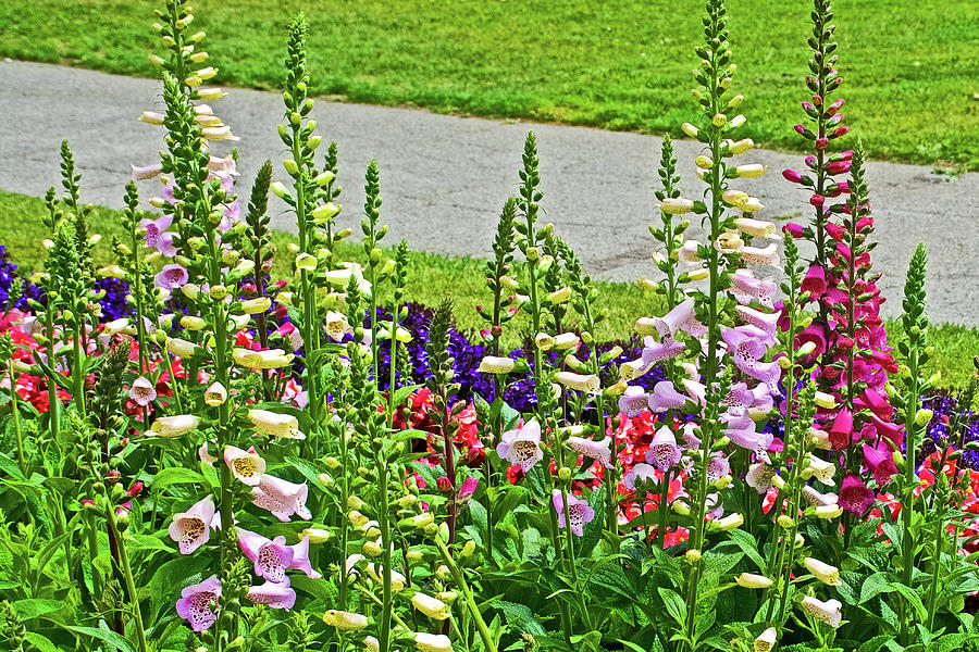 Foxglove in Front of Conservatory in Golden Gate Park in San Francisco, California  Photograph by Ruth Hager