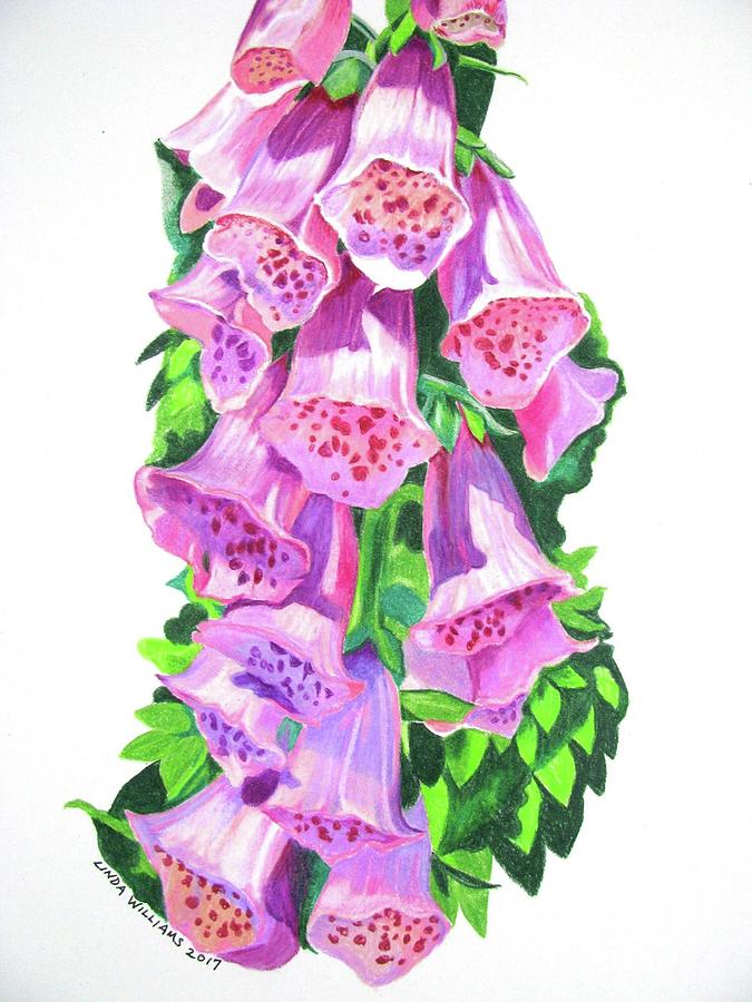 Foxglove in Strong Sunlight Drawing by Linda Williams Fine Art America
