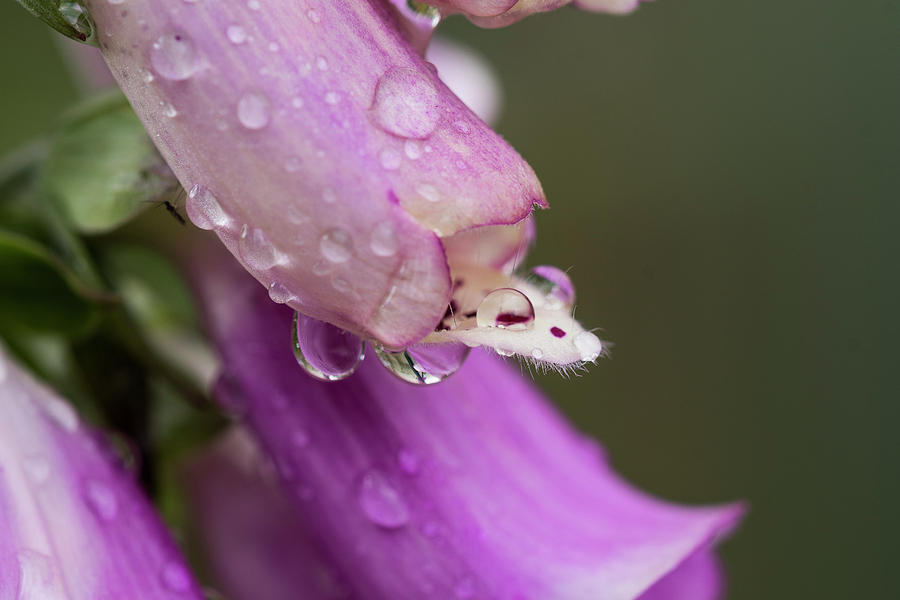 Foxglove in the Rain Photograph by Robert Potts