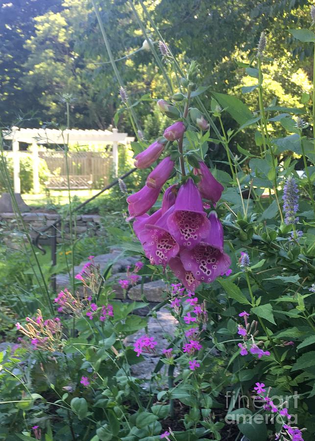 Foxglove in Your Face by Cheryl Abbiati Foxglove in Your Face by Cheryl Abbiati