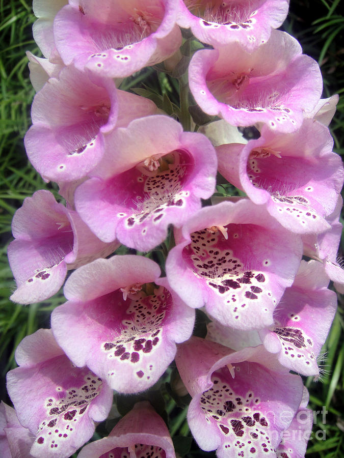 Flower Photograph - Foxglove plant - pink bell flowers. Macro by Sofia Goldberg