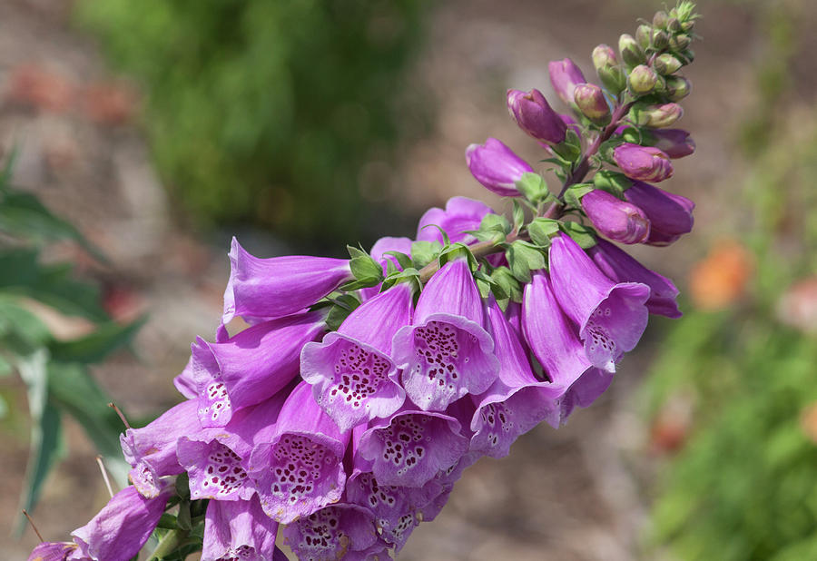 Flowers Still Life Photograph - Foxglove by Suzanne Gaff