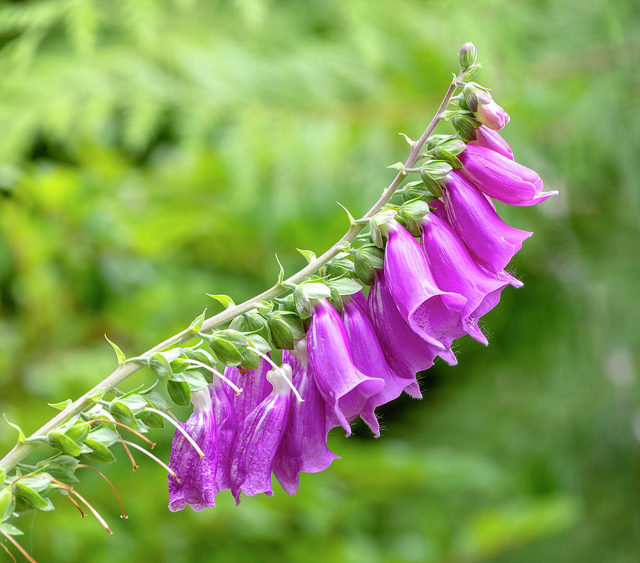 Foxglove Photograph by Timothy Anable