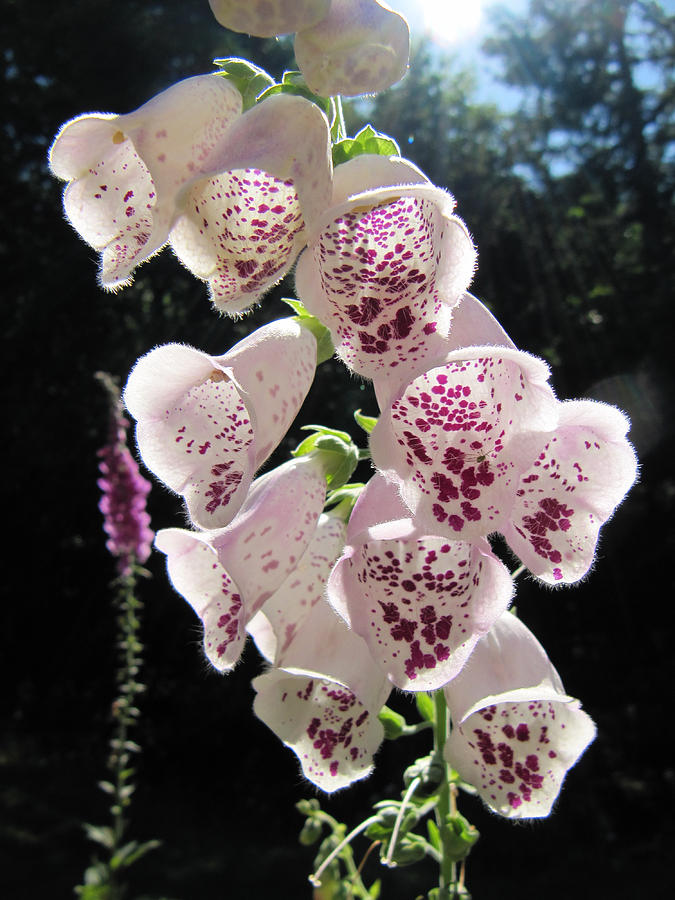 Foxglove Photograph by Tracey Levine