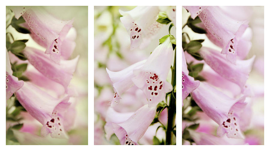 Foxglove Triptych Photograph by Jessica Jenney