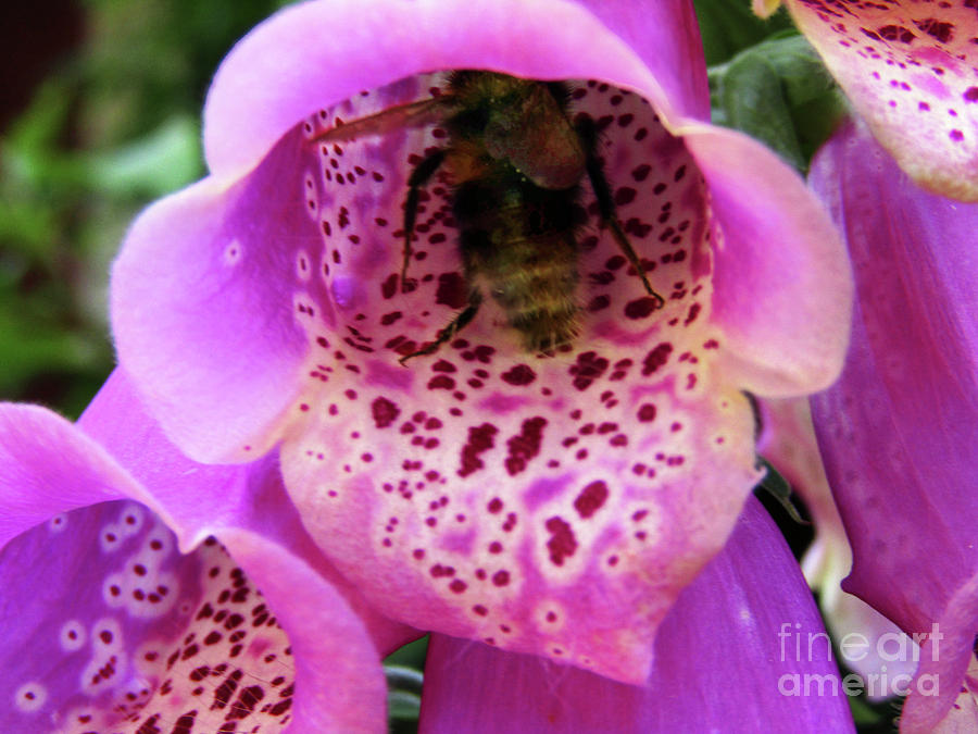 Foxgloves And Bee 2 Photograph by Kim Tran
