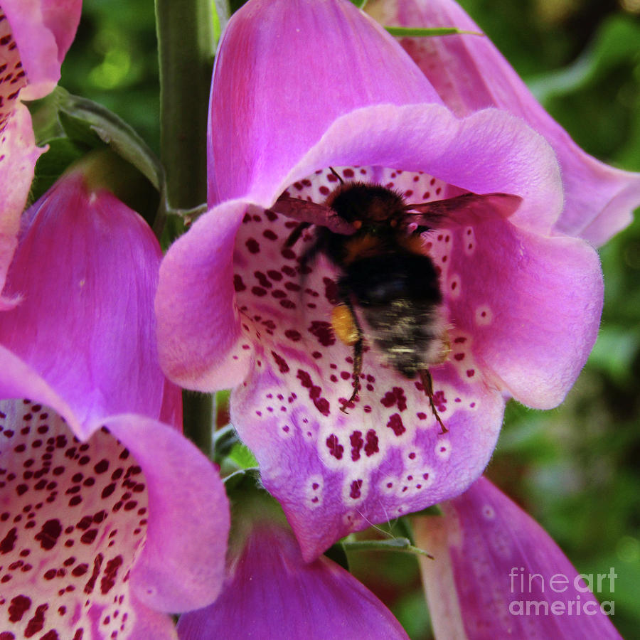 Foxgloves And Bee 5 Photograph by Kim Tran