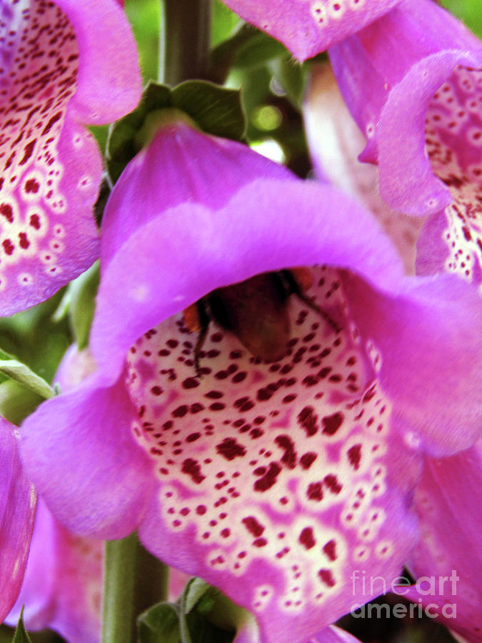 Foxgloves And Bee Photograph by Kim Tran